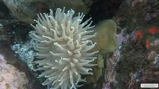 Painted Anemone 3 | Vancouver Island | Underwater 4K | Snorkelling | 08 02 2026