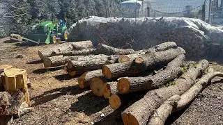 Pt. 1 Have you seen the price of firewood lately? Bucking and cutting big wood with Amazon chainsaw!
