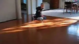 Scramblebug