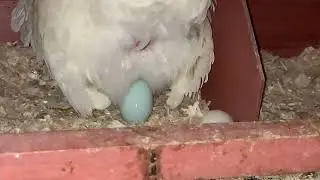 Ta-daaaa! Eggcellent Blue Azure chicken laying an egg
