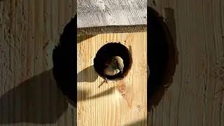 House Sparrows and Urban Environments #birdlovers #birds #housesparrow #gardenbirds