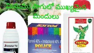 Kota 4 black gram foundation seeds contact number= 7675947012