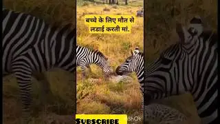 Mother zebra fight for child#leopard attack#leopard vs zebra #Mother love #animal #safarirallykenya