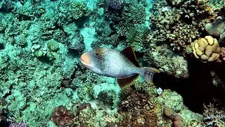 Yellowmargin triggerfish (Pseudobalistes flavimarginatus), Желтомордый псевдобалист