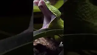 snake of The day / beautiful snake / animals lover