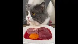 Cat diary: homemade cat food, daily life, kitten pawpaw, cute kitten