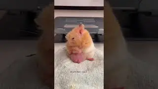 Hamster core😂🐹#cat #funny #cats #for #foryou #fyp #funnyvideo #animal #animalsoftiktok #usa #pets