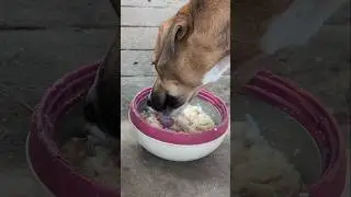 Buckan got sick 😫 #reels #tamil #dog #iniyan #dogrescue #reelsinstagram #shorts
