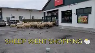 Baa rgain Hunters Sheep Run Into Penny Supermarket 😁🐑🛒😁 #shorts
