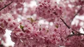 Fr&uuml;hling, Bl&uuml;ten, rosa, desktop video wallpaper