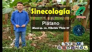 Presentaci&oacute;n Post - Sinecolog&iacute;a   Pl&aacute;tano Musa sp  cv  H&iacute;brido 'Fhia 21' (Musaceae)