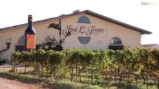 Weingut Mallorca | Bodega José Luis Ferrer in Binissalem - finca-privat.de