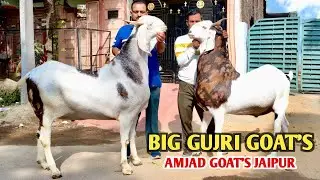 Big Gujri Goat Shandar Color pattern At Amjad Goat's Jaipur