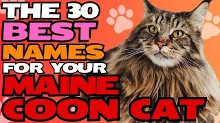 The 30 Best Names for Your Maine Coon Cat 🐾