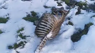 Headless deer skeleton at badentinan wood