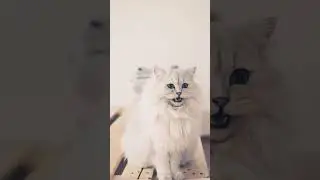 #cat #catlover #catvideos #comedy #pet #catverbal #cutecat #cuteanimals