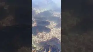 Wakame o Undaria