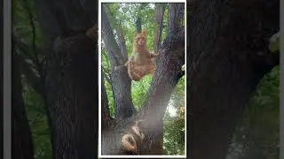 #KittenAntics #CatComedyShow #FunnyCatBehavior