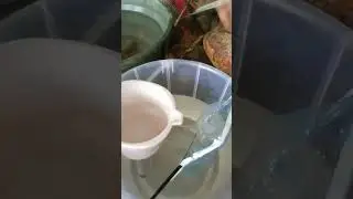 Spotted catfish
