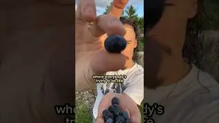 ЧЕРНИЧНАЯ МУДРОСТЬ
