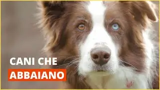 Cani che abbaiano