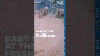 Fresno Chaffee Zoo baby elephant boom: Two calves in 10 days!