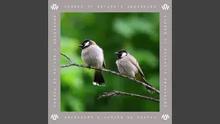 Canopy of Harmonies
