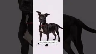 Daisy deserves to find her FURever home 🥹🏠 Will you give Daisy a Second Shot? #pitbullawareness ❤️
