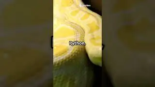 #ExpensiveSnakes#Top5Snakes#RareSnakes#LuxuryReptiles#SnakeCollectors#WorldsCostliestSnakes