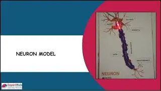 DIY Neuron Structure Working Model with Lights! | How Neurons Work| DIY Nervous System Model