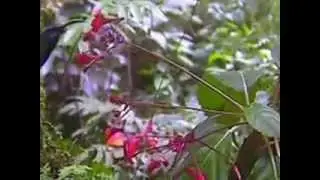The mystery of the twisty flower
