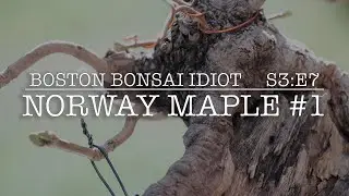 S3.E7__Norway Maple Bonsai #1 REPOT & PRUNING