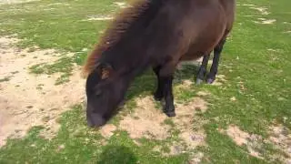 Deformed foal.