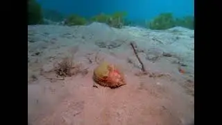 Swimming Scallop Skips Across the Seabed