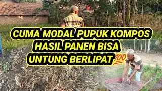 TERNYATA MENJADI PETANI JAHE SANGAT MUDAH DAN MENGUNTUNGKAN #tani #sayuran #petanirempah&sup2;