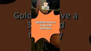 Do Goldfish Really Have a 3-Second Memory? 🐟 Myth Debunked! #goldfish #myth