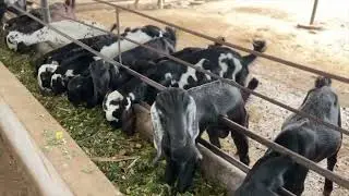 shelipalan mhiti