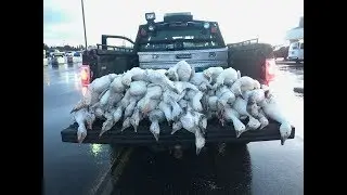 Animal Die Offs 2018 Signs Of The Times