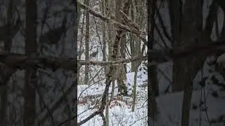 How turkeys call in the wild   #wildlife #turkeyhunting #hunting #outdoors #wildlife