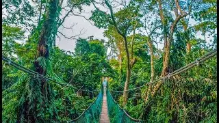 Air Hitam Dalam Educational Forest - A Hidden Suspension Bridge in Penang