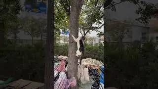 Hilarious Cat Climbing Tree | Funny Cat Video #cat #shorts