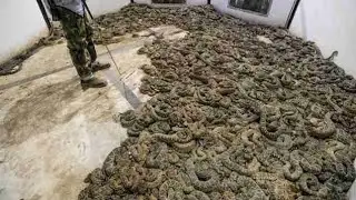 Man Finds 45 Venomous Rattlesnakes Under House