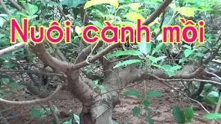 Cắt và nuôi cành mồi