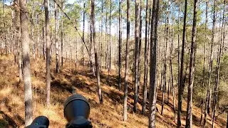 Mississippi Public Land Deer Hunting #publicland #deerhunting #moultrie #hunting