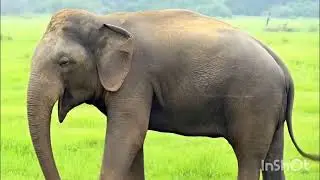 Amazing Facts You Never Knew | Human Body, Animals & China&rsquo;s Fastest Train