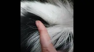 Papillon's don't have an undercoat! #papillons #papillon #papillondog