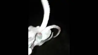ABSOLUTELY REAL ALIEN CRASH LANDING (MUST SEE)