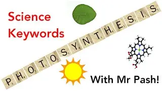 Photosynthesis, Explained - GCSE Science Keywords