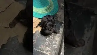Newborn puppies crying LIKE Mummy 😌 #shorts #dogshorts #puppies
