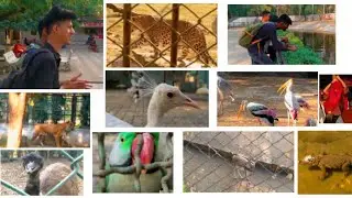 Sarthana Nature Park And Zoo 🦁 🐅 In Surat 2020 | Jd Vlog